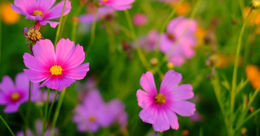 Cuối tháng 2 nhuận Âm lịch, 3 con giáp tích đủ phước lành