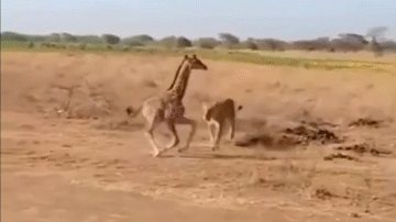 Sư tử bay người hạ gục hươu cao cổ và cái kết