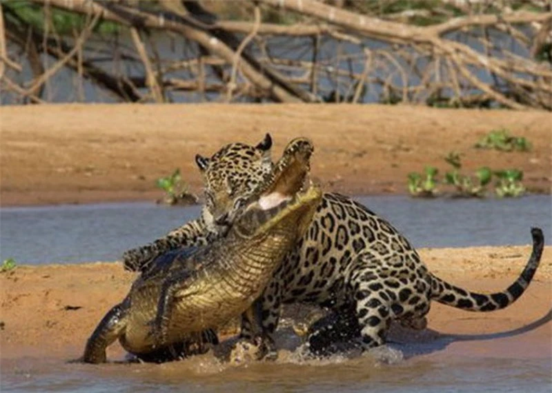 Báo đốm châu Mỹ “xơi tái” cá sấu khổng lồ