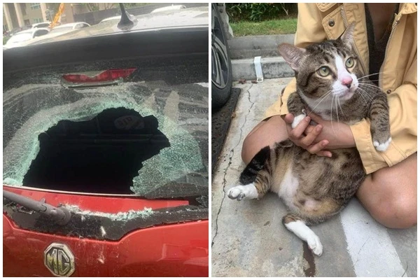 Không phải trái cây, “báo thủ” làm vỡ kính ô tô là... "quàng thượng"