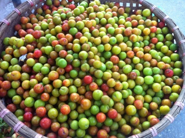 Những loại quả đầu hè dễ bị hàng Trung Quốc “đội lốt”