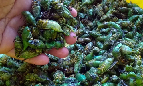 Độc đáo nghề săn nhộng ve sầu mùa hè giá 500.000 đồng/kg