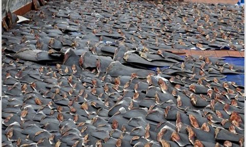 Sự thật tàn nhẫn sau món súp vi cá mập phục vụ đại gia