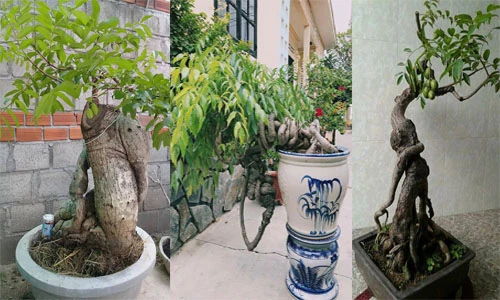 Chết mê những gốc bonsai cóc dáng lạ siêu độc