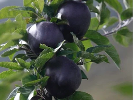 Táo đen siêu lạ 200.000/quả hot nhất mùa Halloween 2017