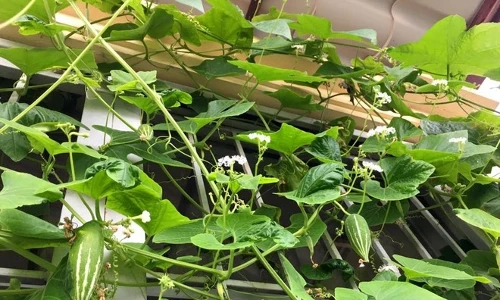 Đã mắt vườn rau ban công mini ăn không xuể của người Việt