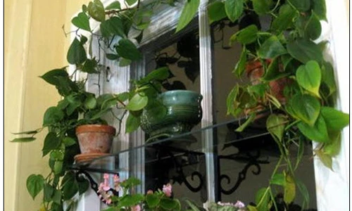 Ngắm cửa sổ trang trí dây leo đẹp mát mắt giữa mùa hè