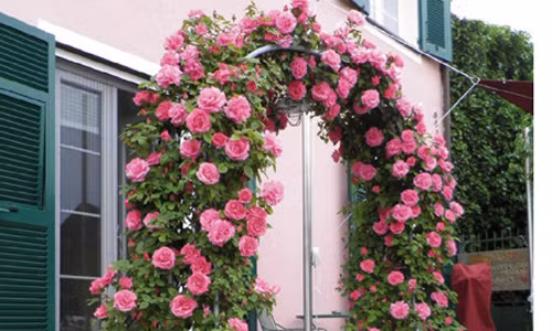 Ngắm cổng nhà có dàn hoa hồng leo đẹp mê mẩn