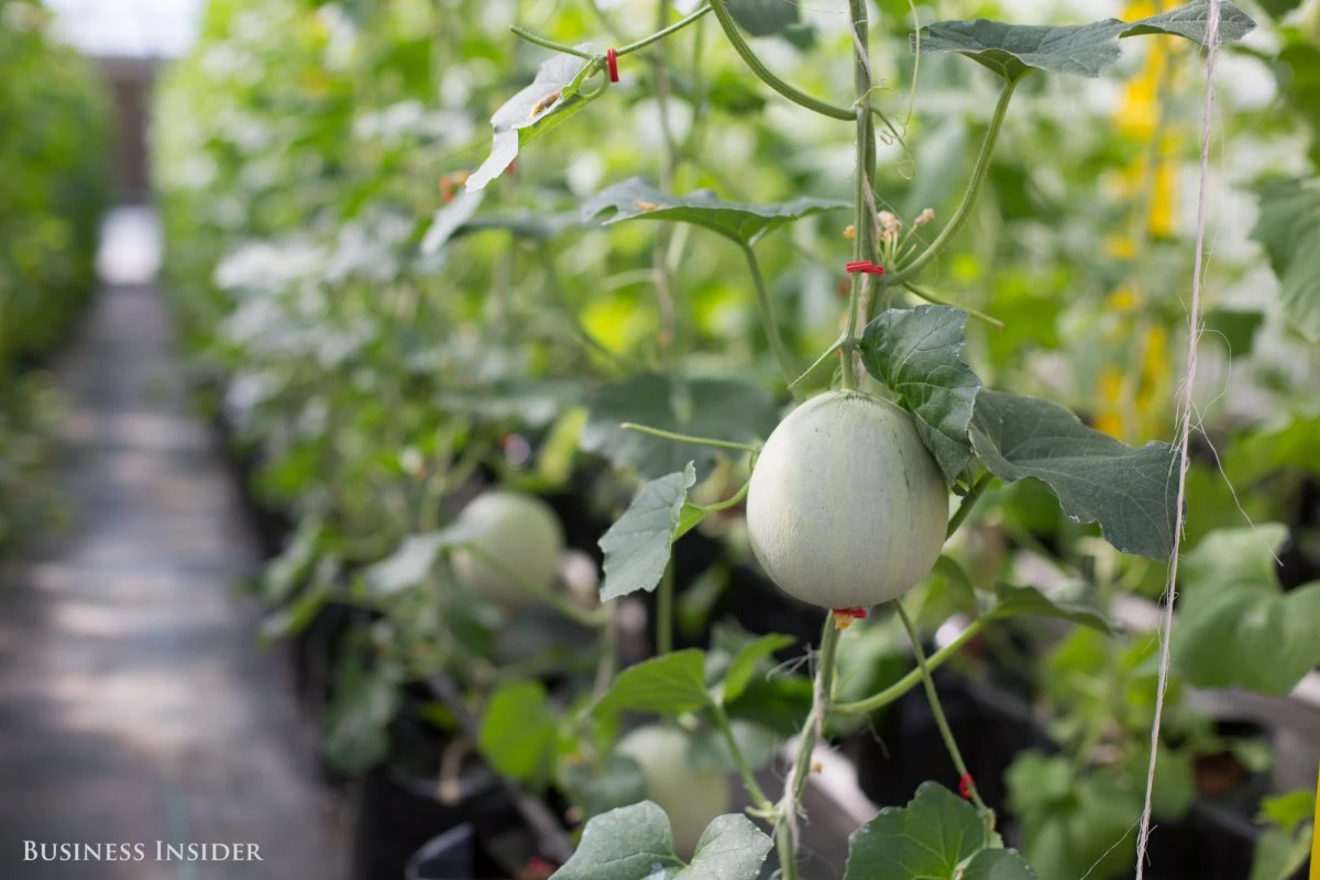 Bên trong trang trại giống cây biến đổi gen “khủng” nhất thế giới