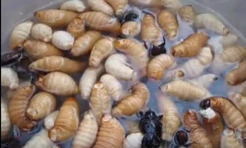 Đặc sản đuông dừa kinh dị, siêu đắt đỏ được săn thế nào?