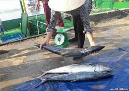 Cận cảnh đàn cá thu hơn hai tấn mắc lưới ngư dân Hà Tĩnh