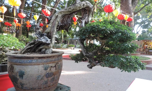 Ngắm tuyệt phẩm linh sam núi giá hơn nửa tỷ 