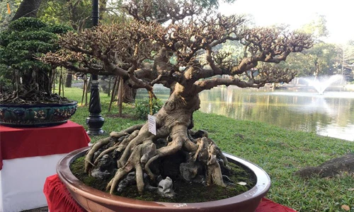 Khô như củi, lại không có lá, bonsai sanh cổ vẫn siêu đẹp 