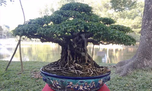 Ngắm sanh cổ lá móng rồng quý hiếm giá hàng trăm triệu 