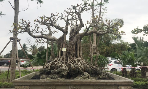 Siêu phẩm cây đa cổ trăm tuổi bạc tỷ của đại gia Hà Nội