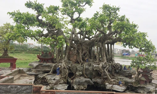 Hai cây cảnh trăm tuổi mọc trên đá siêu đẹp của đại gia Hà Nội