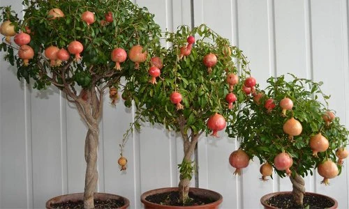 Những loại cây thân gỗ dễ trồng trong nhà