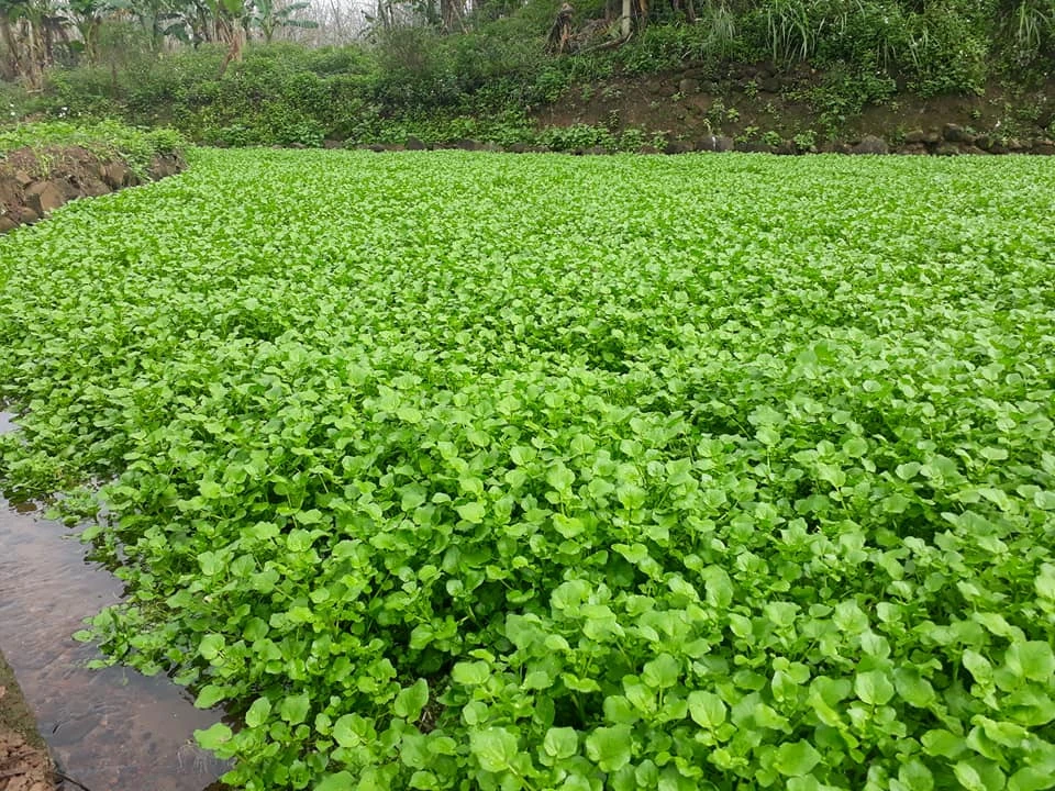 Vườn rau đặc sản cho thu nhập trăm triệu ở Quảng Trị