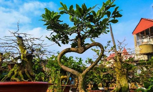 Loạt cây cảnh hình trái tim tuyệt đẹp đốn tim người xem