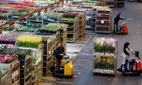 Tận mục sàn đấu giá hoa tươi lớn nhất thế giới