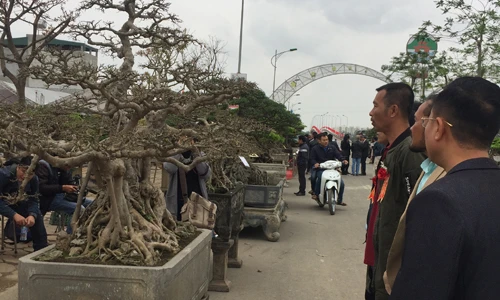 Mãn nhãn dàn cây cảnh thế độc đọ dáng ở Hà Nội