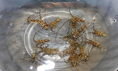 Cận cảnh săn tôm hùm nhí kiếm vài chục triệu hằng đêm