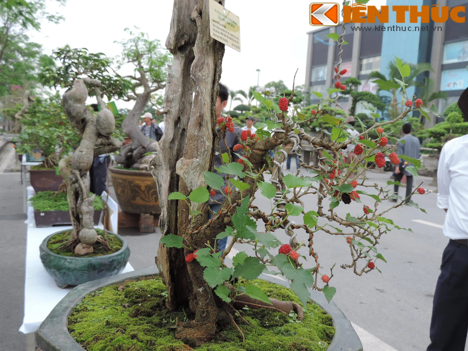 Bonsai ăn quả siêu độc lạ hút mắt dân Hà Nội