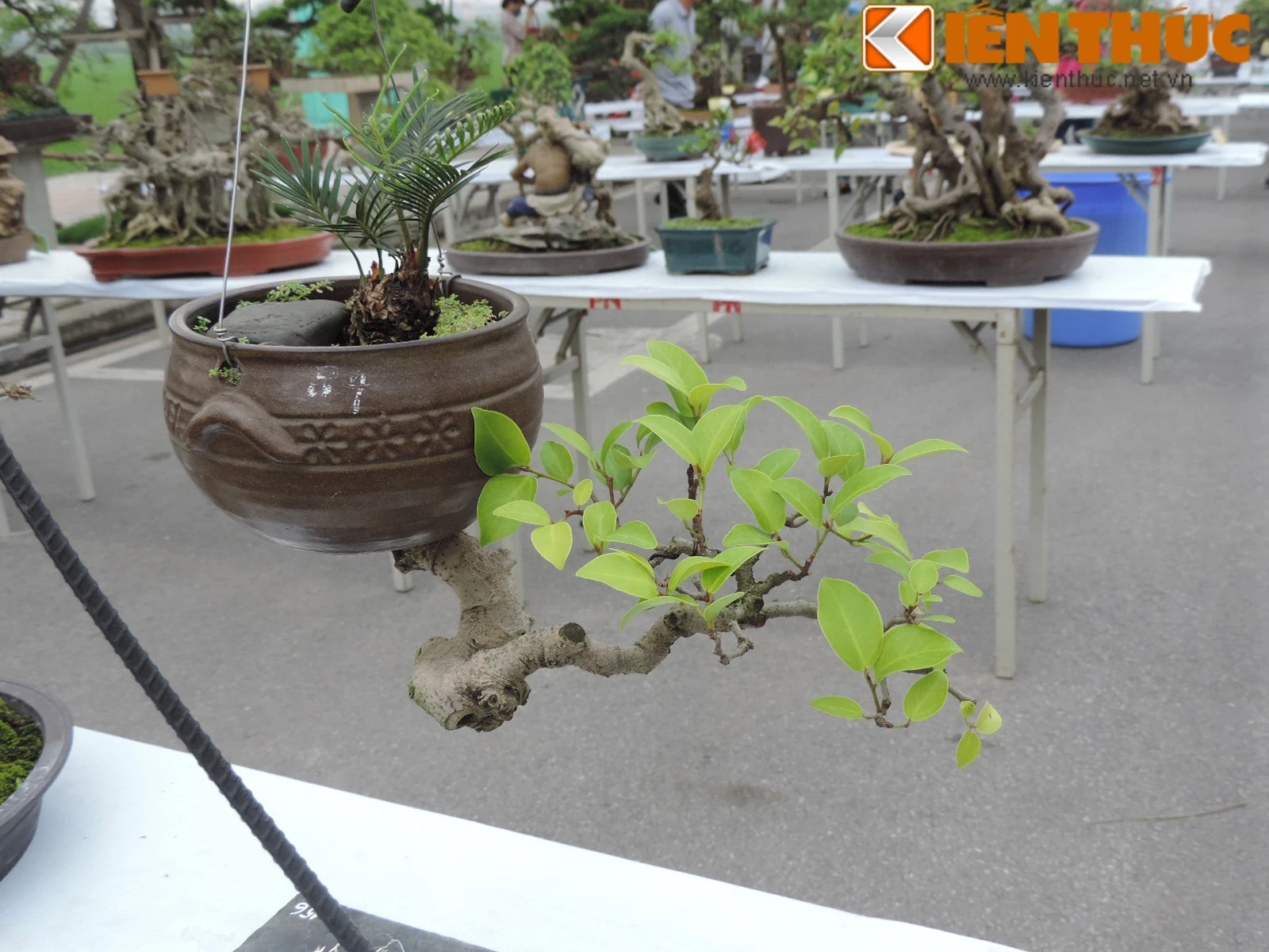 Đã mắt với loạt bonsai mini siêu đẹp ở Hà Nội