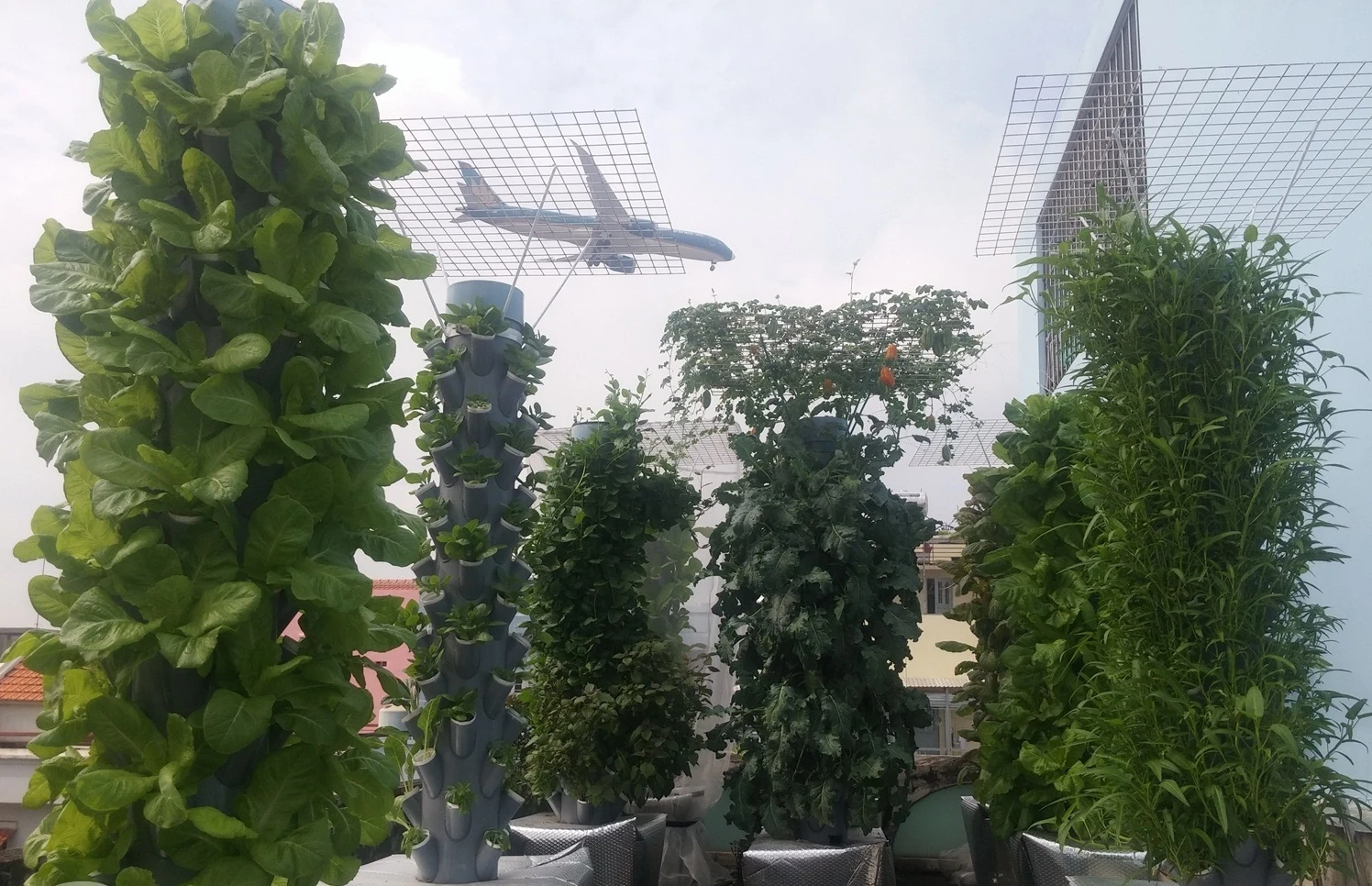 Vườn rau khí canh độc đáo của ông bố trẻ Sài Gòn