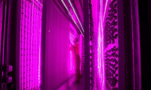 Cận cảnh trang trại rau sạch độc nhất vô nhị bên trong container