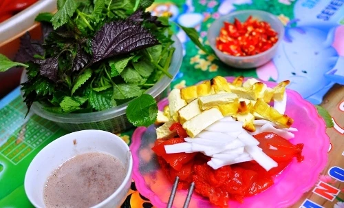 Điều ít biết về loại sứa đỏ đang gây sốt ở Hà Nội