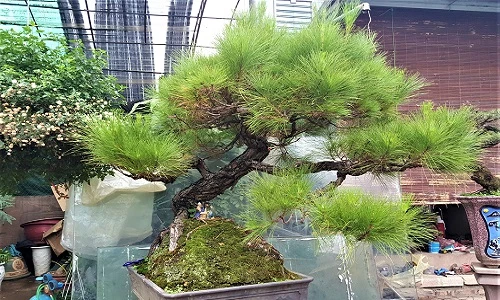 70 triệu đồng “siêu phẩm” phi lao bonsai ở Hà Nội