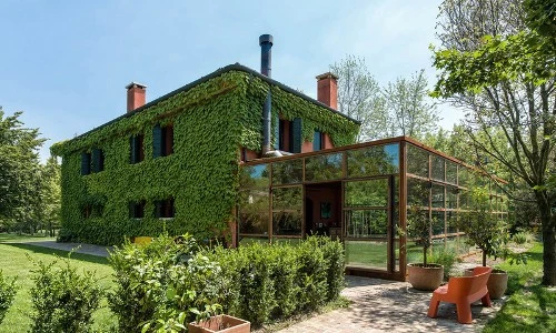 Mướt mắt ngôi nhà có tường phủ kín cây xanh