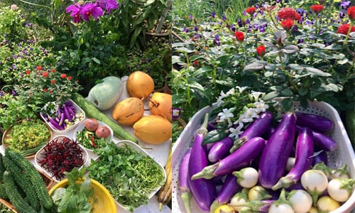 Mướt mắt xem bà nội trợ Việt tại Malaysia thu hoạch rau tự trồng