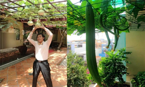 Mát mắt với những giàn bầu bí trĩu quả của sao Việt 