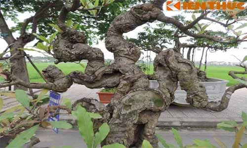 Cây lộc vừng cổ dáng dị nhất Việt Nam