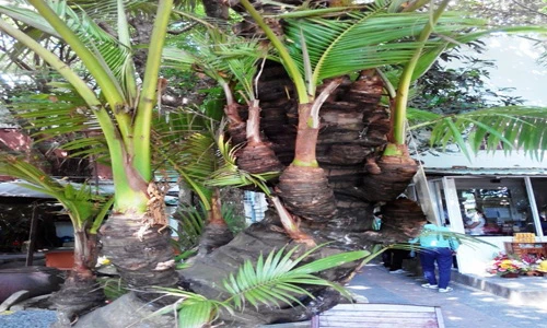 Cận cảnh dừa 38 ngọn độc lạ mọc giữa quán cà phê Cần Thơ 