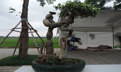 Ngám những cây sanh cảnh dáng độc chưa từng thấy