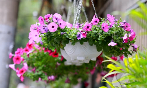 Những loài hoa ban công chịu rét thích hợp trồng mùa đông