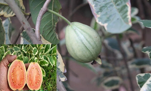 Cơn sốt ổi cẩm thạch độc dị giá đắt đỏ 