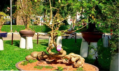 Lạ kỳ những chậu cóc cảnh dáng "dị" nhất từng thấy 