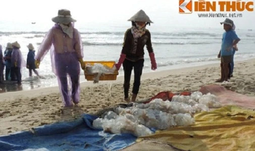 Cận cảnh ngư dân bội thu với “vàng trắng“