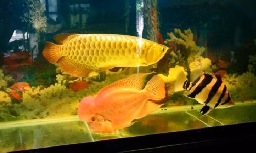 Cá rồng vàng 24k - mốt chơi sang chảnh của đại gia Việt