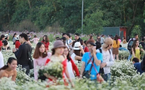 Cảnh tượng đồng cúc họa mi hà nội nghẹt thở khách thăm