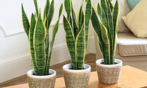 Những loại cây “nhỏ nhưng có võ” thích hợp trồng trong phòng ngủ