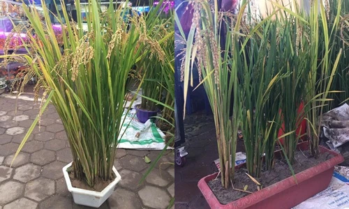 Thích thú ngắm lúa cảnh độc nhất vô nhị lên chậu trưng Tết