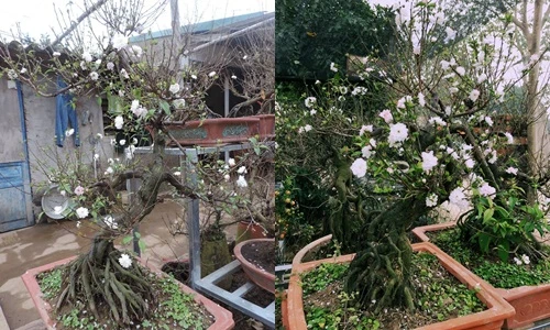 Ngắm vườn mai trắng bạc tỷ siêu đẹp ở Hà Nội