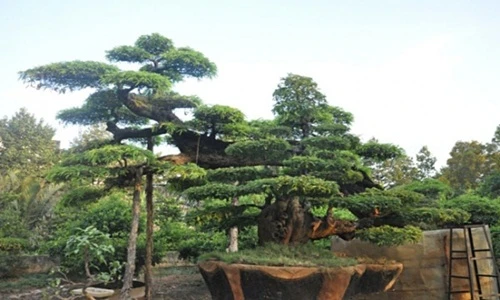 Choáng ngợp cây cảnh cổ tiền tỷ đón Tết Đinh Dậu