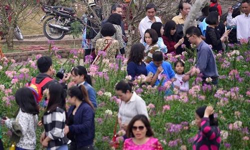 Vườn đào Nhật Tân hốt bạc dịp cận Tết Nguyên đán