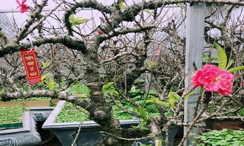 Đào Thất Thốn giá nghìn đô cháy hàng trước Tết Đinh Dậu